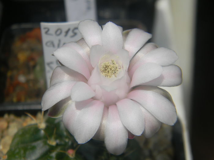 DSCN7342