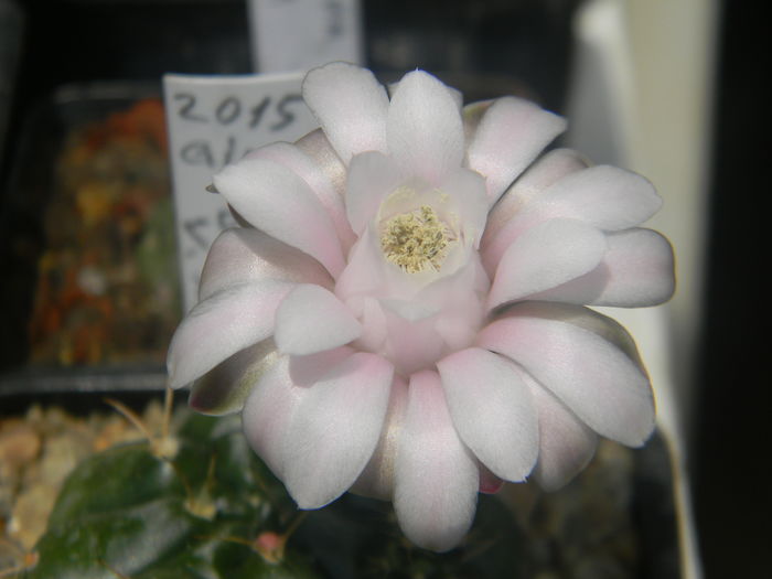 DSCN7343