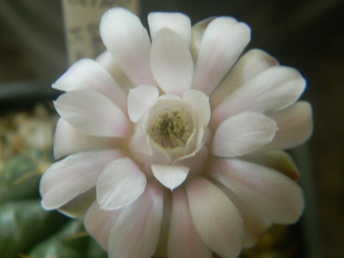 DSCN7345