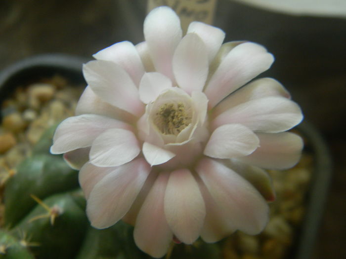 DSCN7346
