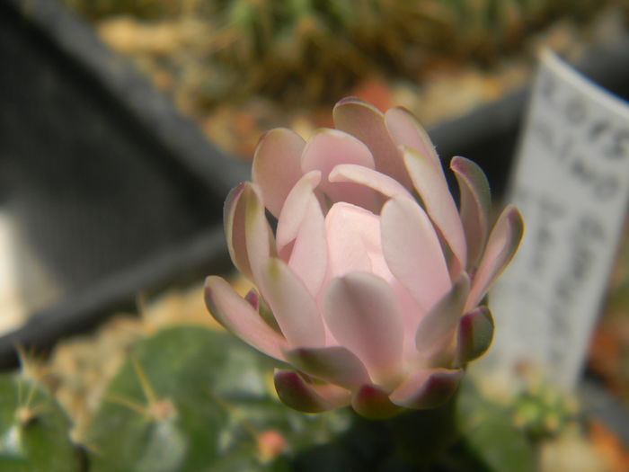 DSCN7339 - Genul Gymnocalycium