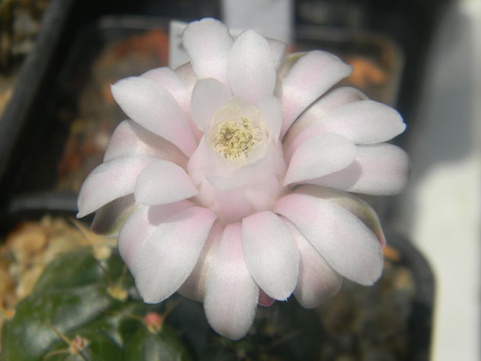 DSCN7344 - Genul Gymnocalycium