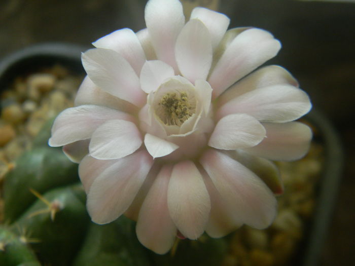 DSCN7347 - Genul Gymnocalycium