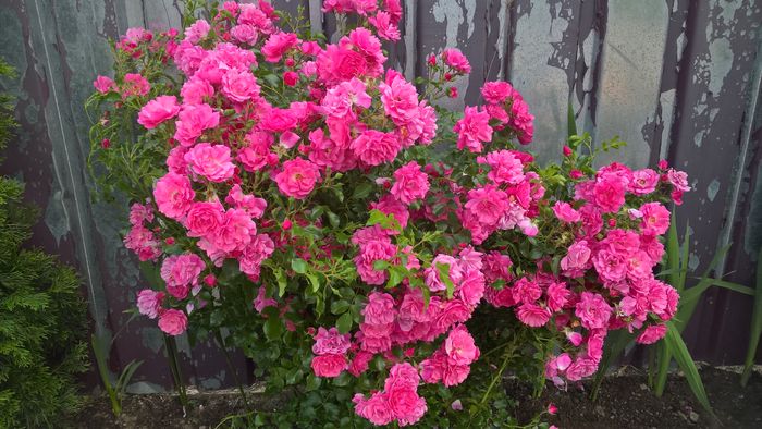 WP_20160630_19_24_24_Pro - Trandafiri 2016