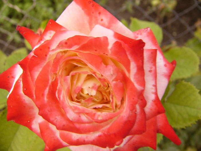 P1290595