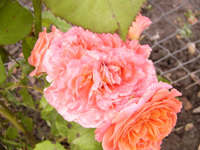 Rosa Emillien Guillot