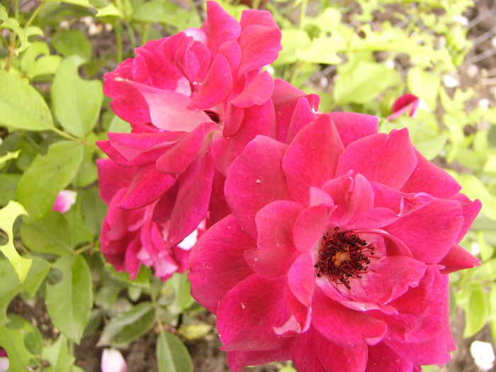 Rosa Burgunde Yce