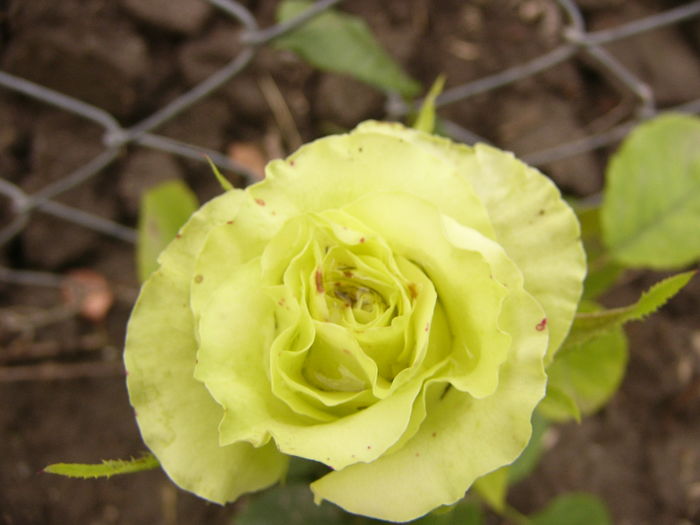 Rosa din Bulgaria