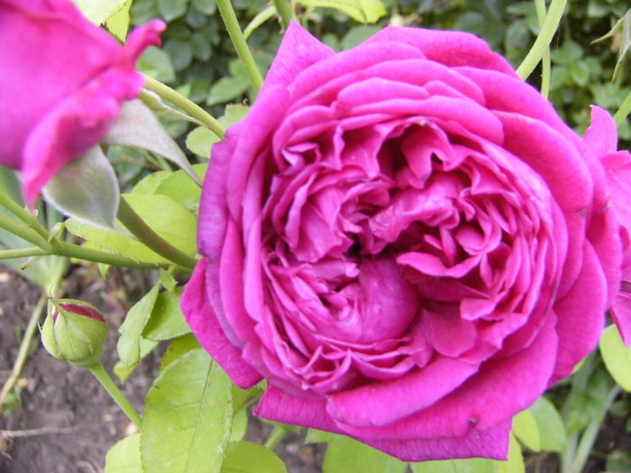 Rosa Dimov