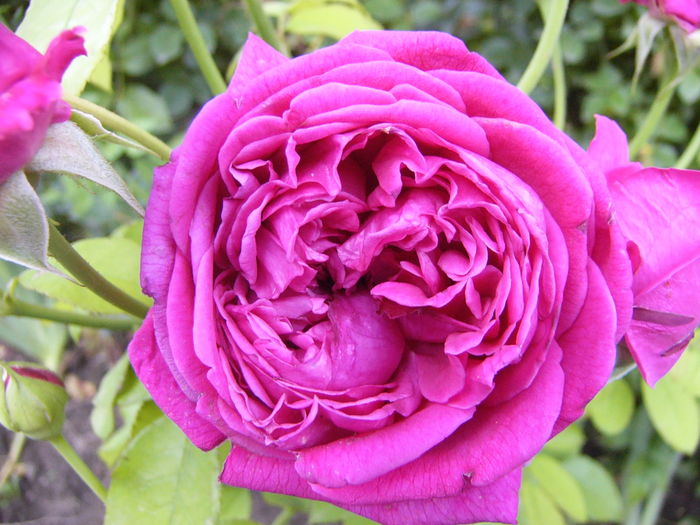 Rosa Dimov