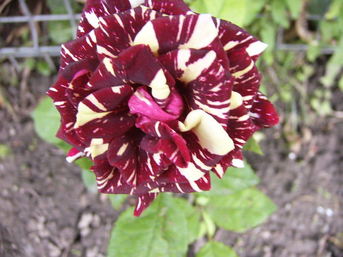 Rosa Dimov