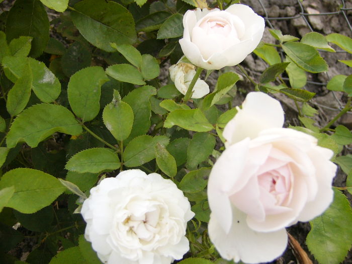 Rosa Winchester Cathedrale