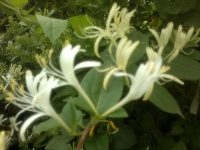 2016-06-05-2668 - de gradina