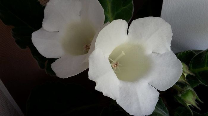 13549173_1016237068473196_1283897858_o - Florile mele