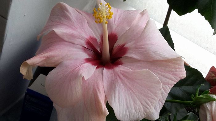 13549269_1016237008473202_767683637_o - Florile mele