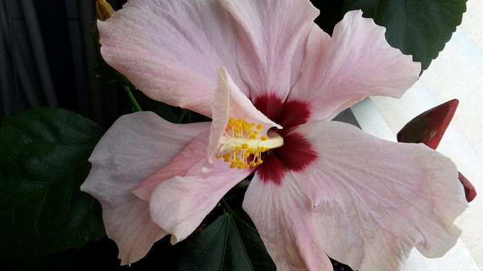 13555919_1016237018473201_509134692_o - Florile mele