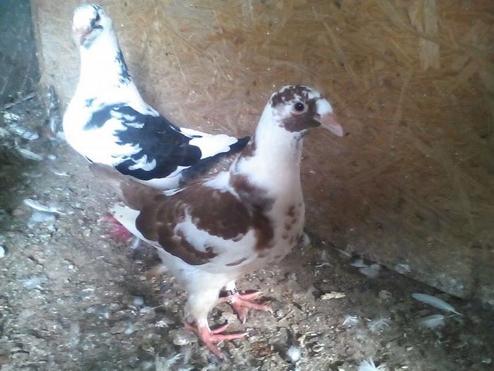 13552696_883737221770095_563914521_n - Tineret AGH 2016