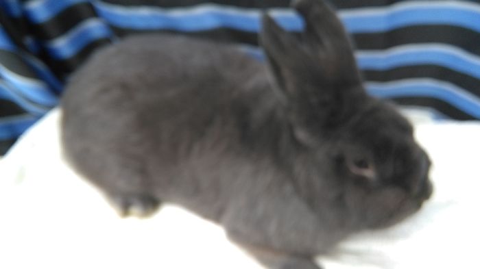 _162600=VIENEZ ALBASTRU';