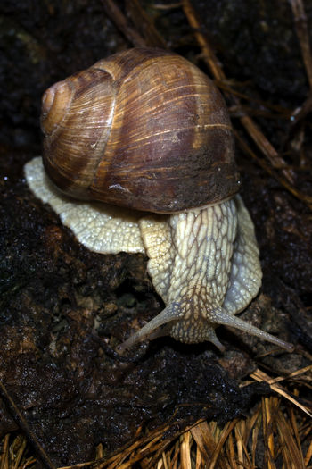 Melcul de livada - Helix pomatia