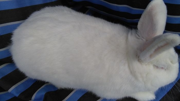 162806=NEOZEELANDEZ ALB ;