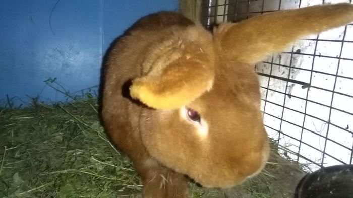 161911=NEOZEELANDEZ ROSU;