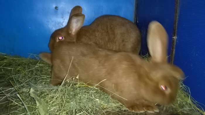 _163655=NEO ROSU PUI;