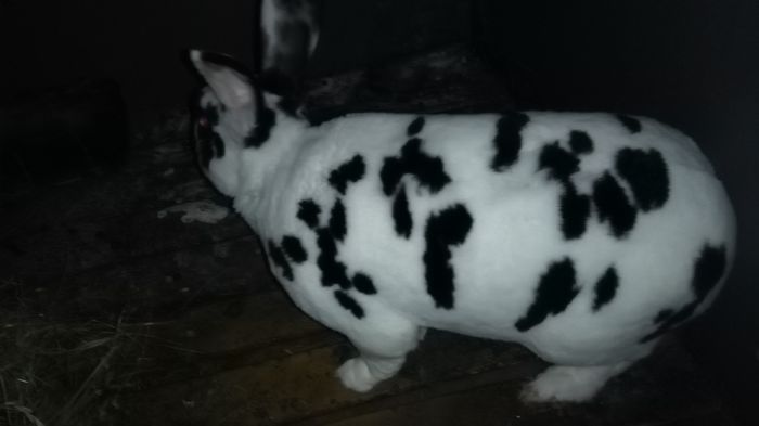 _163928=REX DALMATIAN;