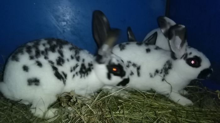 _164519=REX DALMATIAN PUI;