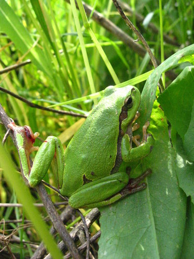 Brotacel - Hyla arborea - Musafirii din gradina