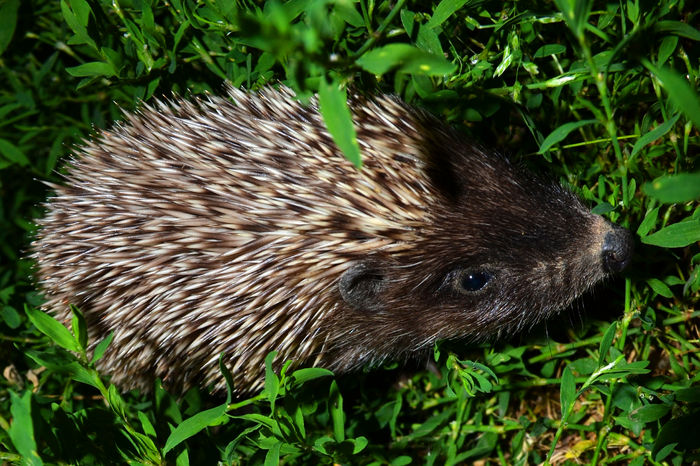 Sfatuitorul lui Dumnezeu - Erinaceus roumanicus roumanicus.; La noi in tara traieste o specie distincta, diferita de ariciul comun, european, respectiv Erinaceus roumanicus, descrisa in premiera in anul 1900 de catre zoologul britanic Gerald Edwin Barret-Hamilt
