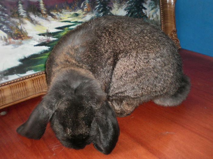 P7250845=BERBEC GRI FIER ;