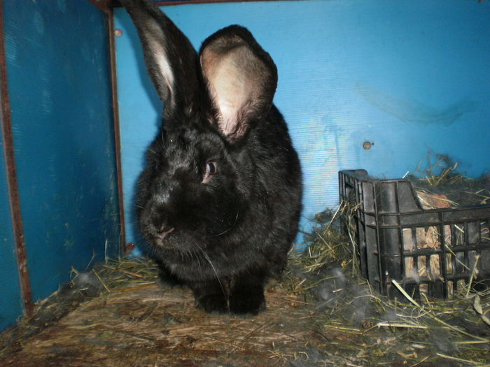 P7250930=UR GERMAN NEGRU';