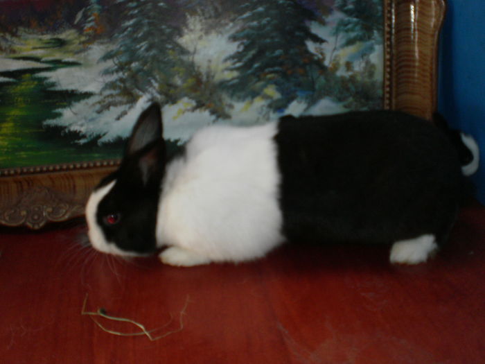 P7250890=RASA OLANDEZA ;