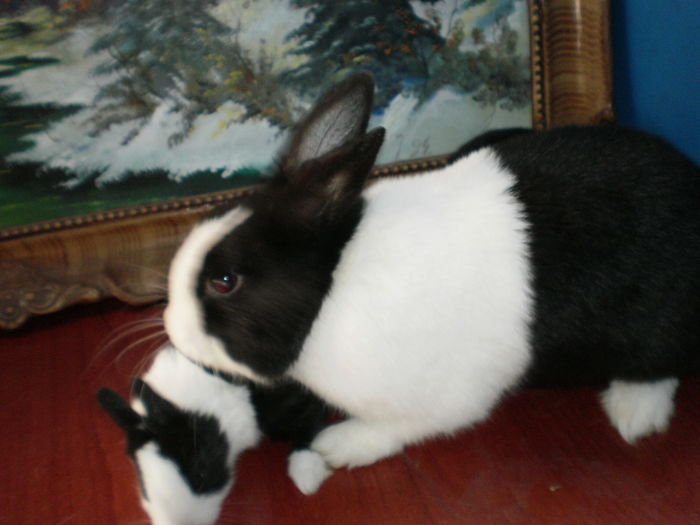 P7250892=OLANDEZ CU PUI ;DE VANZARE ;