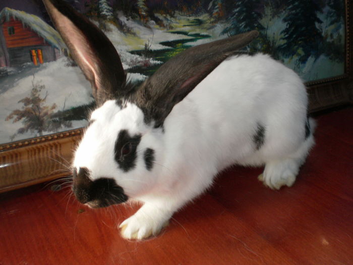 P7250864=TINERET ;FLUTURE;