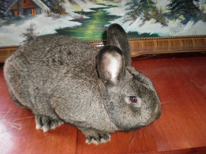 P7250919=VIENEZ GRI;