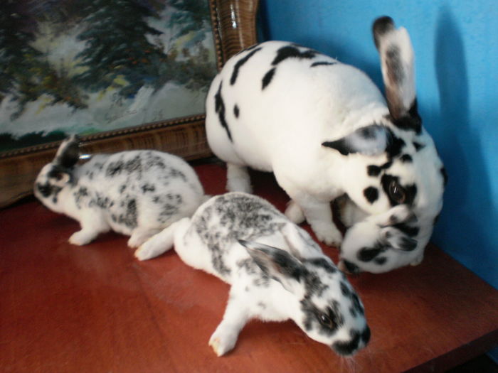 P7250885DALMATIAN CU PUI DE VANZARE ;