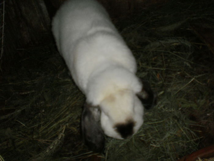 P7250979=BERBEC GERMAN HIMALAIA ;