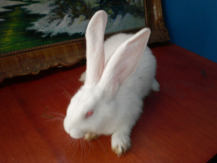 P7250904=URIAS ALB ;TINERET;