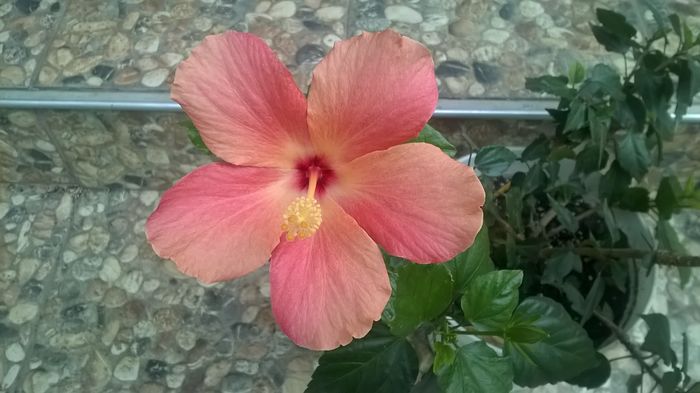 WP_20160526_18_29_06_Pro