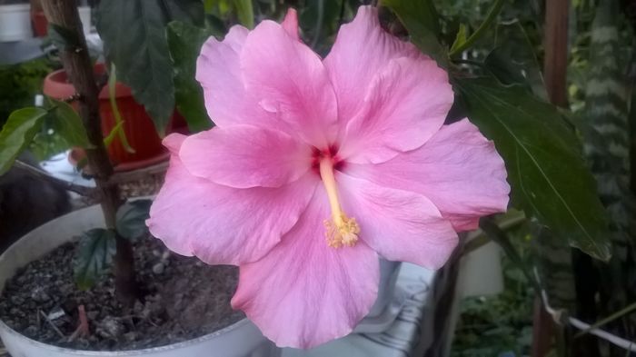 WP_20160528_20_37_21_Pro