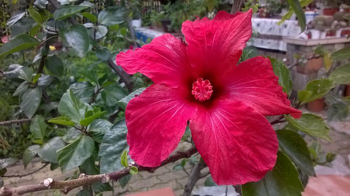 WP_20160604_13_15_31_Pro