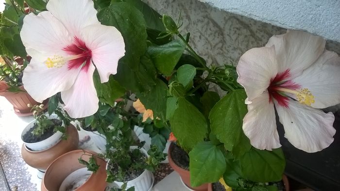WP_20160627_14_35_33_Pro - Hibiscusi 2016