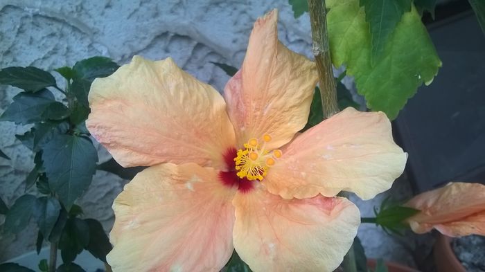 WP_20160627_14_38_23_Pro - Hibiscusi 2016