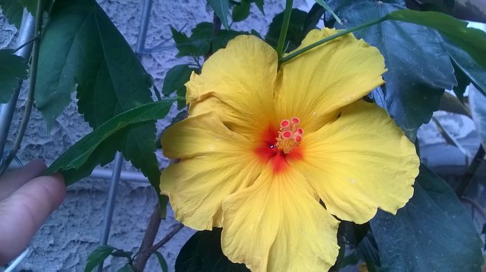 WP_20160629_16_49_23_Pro - Hibiscusi 2016