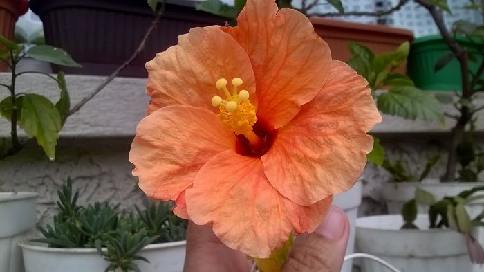 WP_20160629_16_51_53_Pro - Hibiscusi 2016