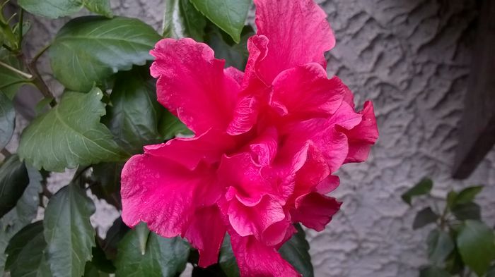 WP_20160629_18_18_01_Pro - Hibiscusi 2016