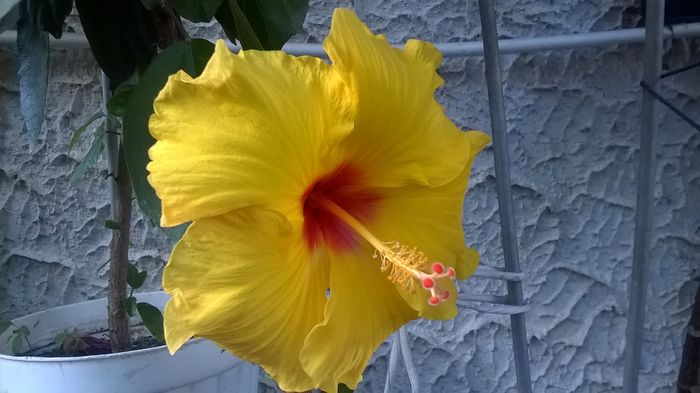 WP_20160630_16_51_59_Pro - Hibiscusi 2016