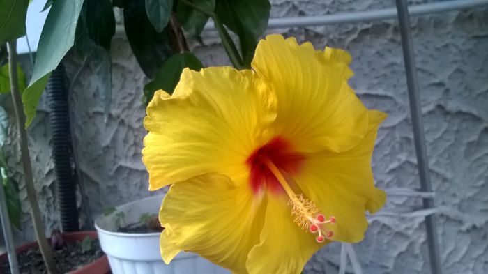 WP_20160630_17_25_40_Pro - Hibiscusi 2016