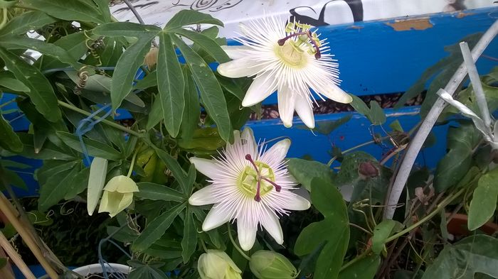 WP_20160615_17_24_30_Pro